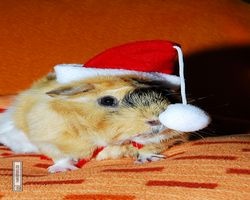 Meerschweinchen - Nikolausschweinchen