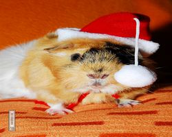 Meerschweinchen - Nikolausschweinchen