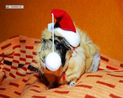 Meerschweinchen - Nikolausschweinchen