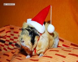 Meerschweinchen - Nikolausschweinchen