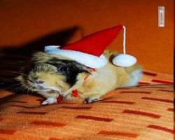 Meerschweinchen - Nikolausschweinchen