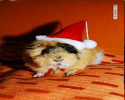 Meerschweinchen - Nikolausschweinchen