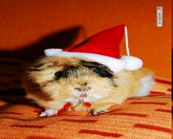 Meerschweinchen - Nikolausschweinchen