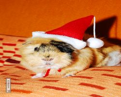 Meerschweinchen - Nikolausschweinchen