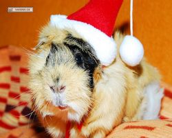 Meerschweinchen - Nikolausschweinchen