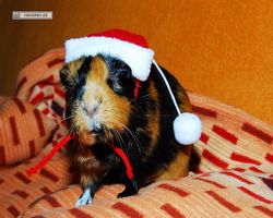 Meerschweinchen - Nikolausschweinchen
