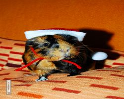 Meerschweinchen - Nikolausschweinchen