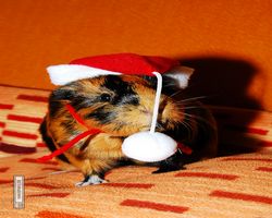 Meerschweinchen - Nikolausschweinchen