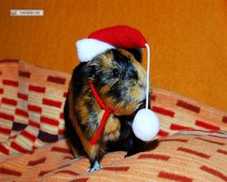 Meerschweinchen - Nikolausschweinchen