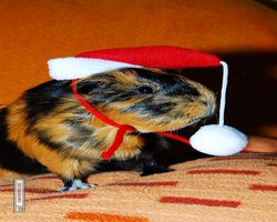 Meerschweinchen - Nikolausschweinchen