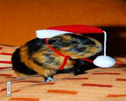 Meerschweinchen - Nikolausschweinchen