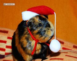 Meerschweinchen - Nikolausschweinchen