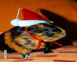 Meerschweinchen - Nikolausschweinchen