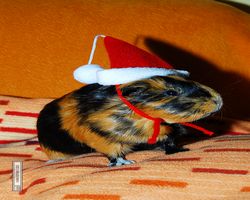 Meerschweinchen - Nikolausschweinchen