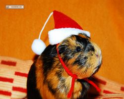 Meerschweinchen - Nikolausschweinchen