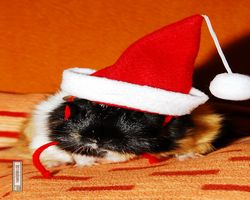 Meerschweinchen - Nikolausschweinchen