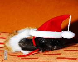 Meerschweinchen - Nikolausschweinchen