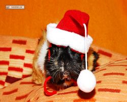 Meerschweinchen - Nikolausschweinchen