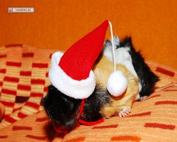 Meerschweinchen - Nikolausschweinchen