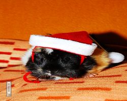 Meerschweinchen - Nikolausschweinchen