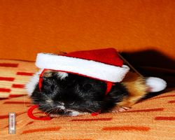 Meerschweinchen - Nikolausschweinchen