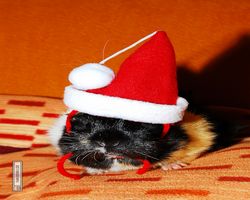 Meerschweinchen - Nikolausschweinchen