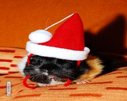 Meerschweinchen - Nikolausschweinchen