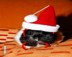 Meerschweinchen - Nikolausschweinchen