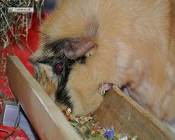 Meerschweinchen - Struppi