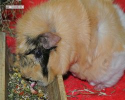 Meerschweinchen - Struppi