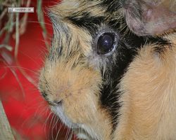 Meerschweinchen - Struppi