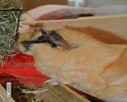 Meerschweinchen - Struppi