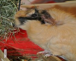 Meerschweinchen - Struppi