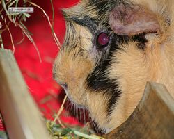 Meerschweinchen - Struppi