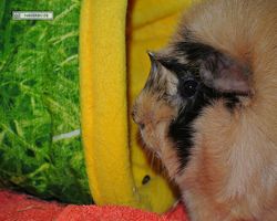 Meerschweinchen - Struppi