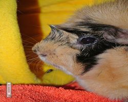 Meerschweinchen - Struppi