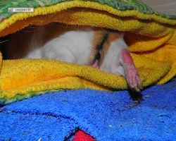 Meerschweinchen - Struppi