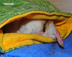 Meerschweinchen - Struppi