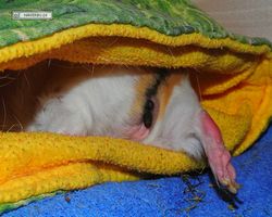 Meerschweinchen - Struppi