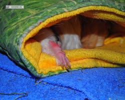 Meerschweinchen - Struppi