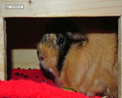 Meerschweinchen - Struppi