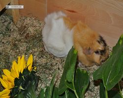 Meerschweinchen - Struppi
