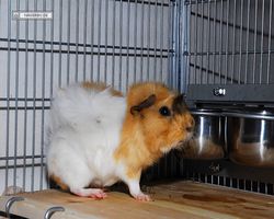 Meerschweinchen - Struppi