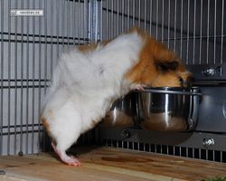 Meerschweinchen - Struppi