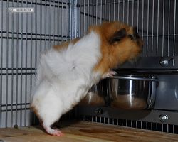Meerschweinchen - Struppi