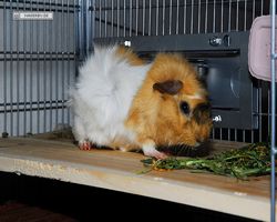 Meerschweinchen - Struppi