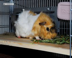 Meerschweinchen - Struppi