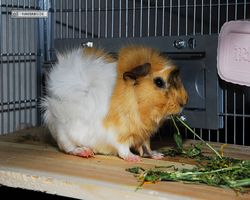 Meerschweinchen - Struppi