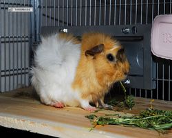 Meerschweinchen - Struppi