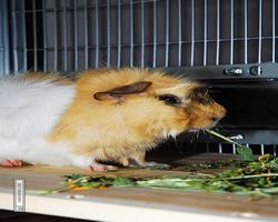 Meerschweinchen - Struppi